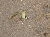 Blackpool Beach Crab Stuck In Sand 2.jpg